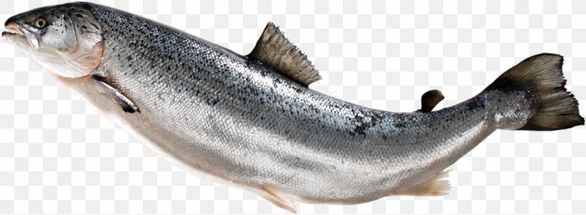 Fish Fin Atlantic Salmon, PNG, 1102x405px, Fish, Atlantic Salmon, Basa, Capelin, Fauna Download Free
