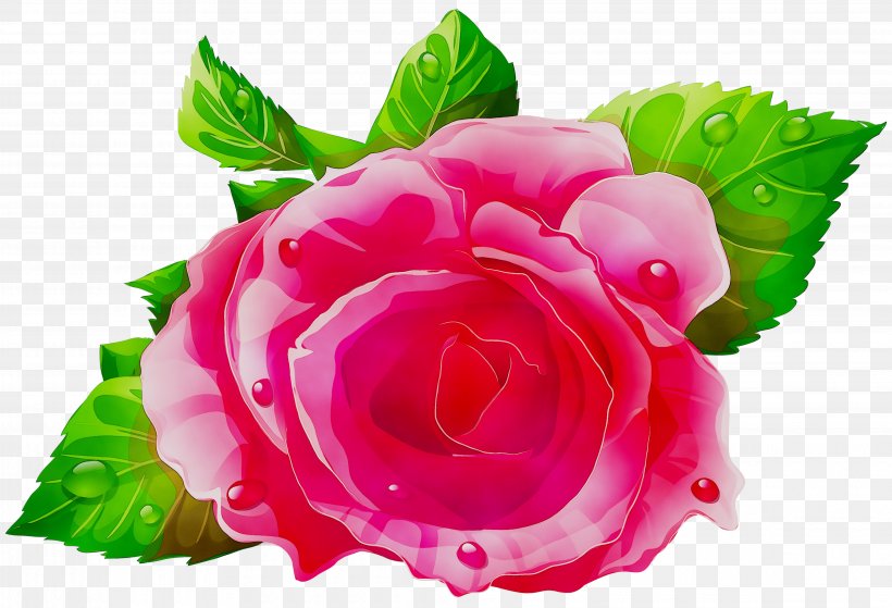 Garden Roses Clip Art Cabbage Rose Illustration, PNG, 4125x2813px, Garden Roses, Artificial Flower, Cabbage Rose, Cut Flowers, Floribunda Download Free