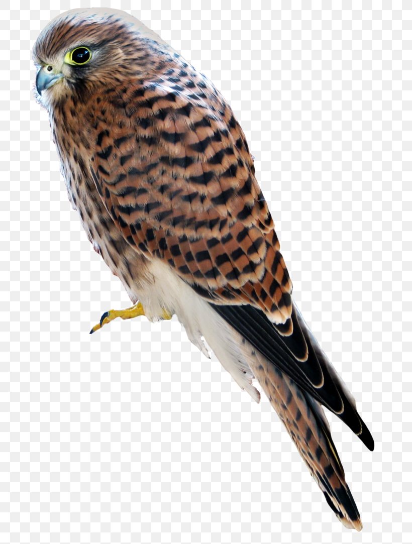 Hawk Finches Owl Buzzard Beak, PNG, 737x1083px, Hawk, Beak, Bird, Bird Of Prey, Buzzard Download Free