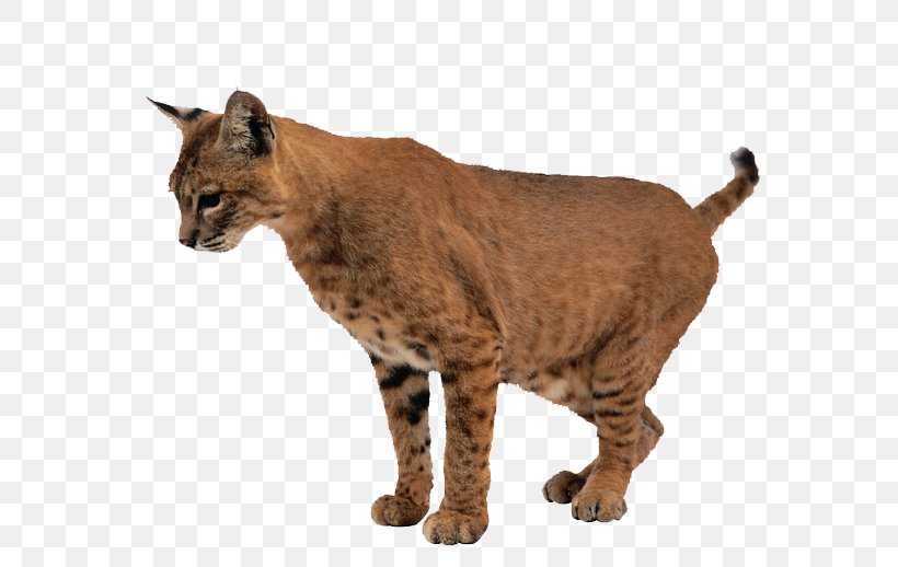 Leopard Lynx Cheetah Tiger Cygnini, PNG, 800x518px, Leopard, Animal, Big Cat, Bobcat, Carnivoran Download Free
