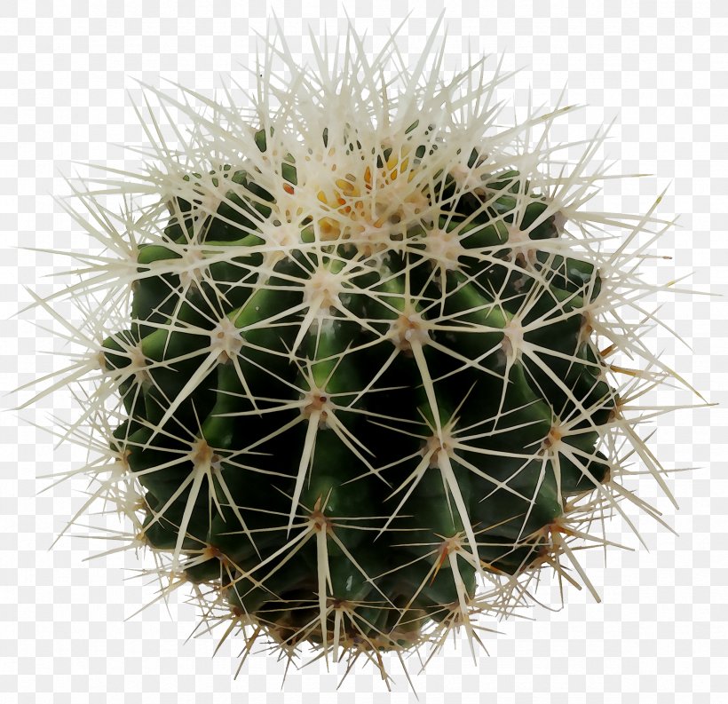 Clip Art Cactus Desktop Wallpaper Image, PNG, 2365x2290px, Cactus, Adaptation, Annual Plant, Barrel Cactus, Caryophyllales Download Free