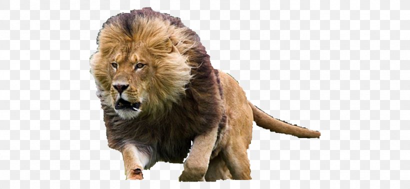 White Lion Hyena Desktop Wallpaper Wallpaper, PNG, 1358x627px, Lion, Big Cats, Carnivoran, Cat Like Mammal, Film Download Free