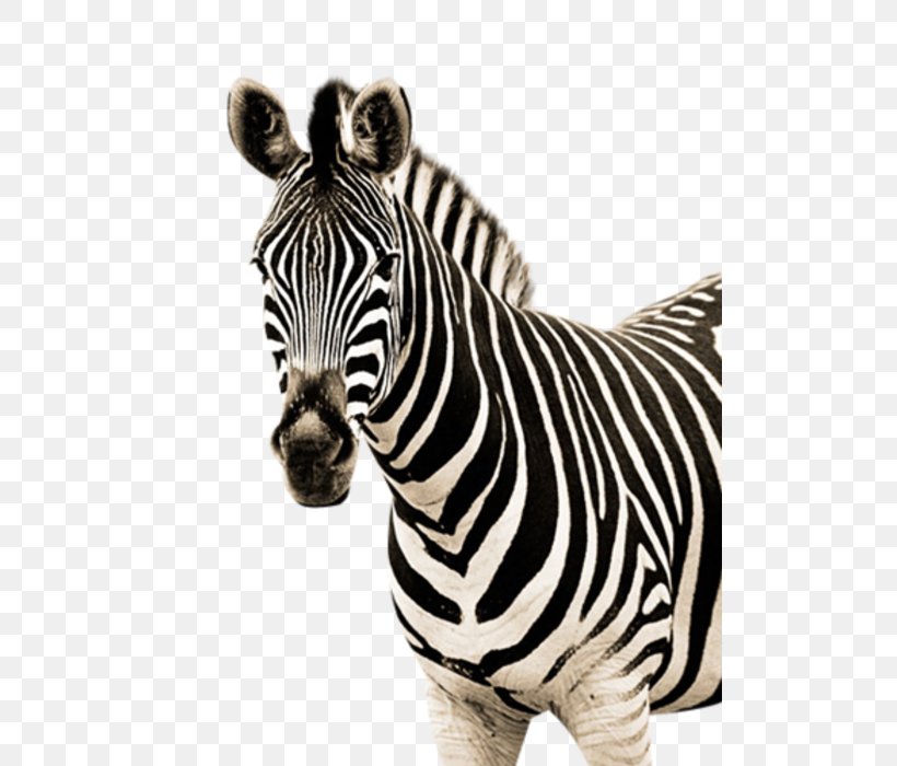 Zebra Quagga Clip Art, PNG, 500x700px, Zebra, Black And White, Drawing, Horse Like Mammal, Image File Formats Download Free