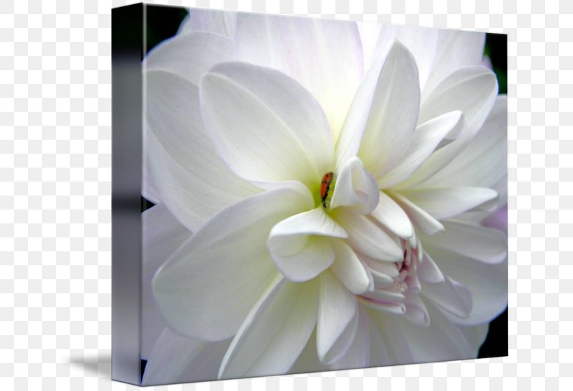 Dahlia Gallery Wrap Floral Design Canvas Magnolia Family, PNG, 650x560px, Dahlia, Art, Canvas, Floral Design, Floristry Download Free