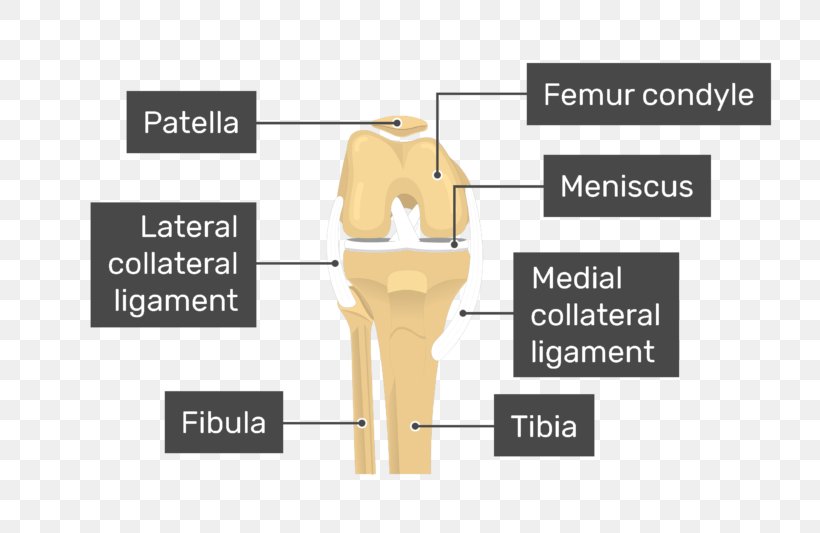 Patella Knee Medial Condyle Of Femur Anatomy, PNG, 770x533px, Patella, Anatomy, Bone, Brand, Condyle Download Free