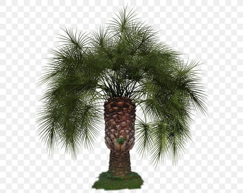 Pine Arecaceae Clip Art, PNG, 600x652px, Pine, Arecaceae, Arecales, Borassus Flabellifer, Butia Capitata Download Free