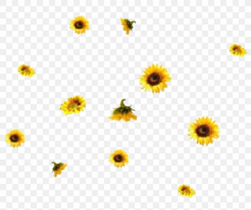 Common Sunflower Image Daisy Family GIF, PNG, 2048x1713px, Common Sunflower, Asterales, Chamomile, Daisy Family, Drawing Download Free