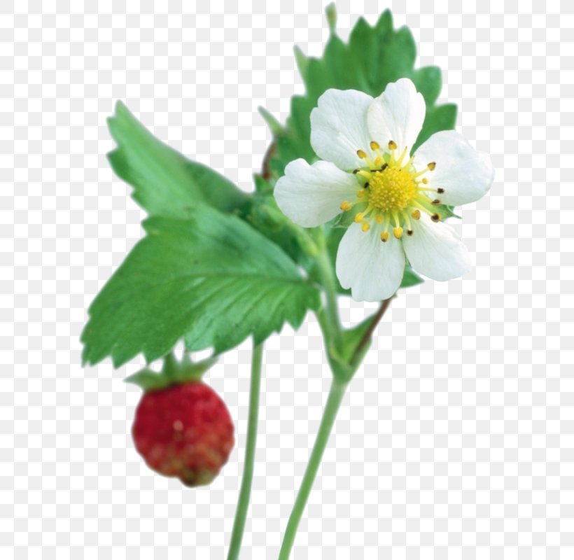Strawberry Clip Art, PNG, 597x800px, Strawberry, Blue, Color, Computer Software, Cut Flowers Download Free