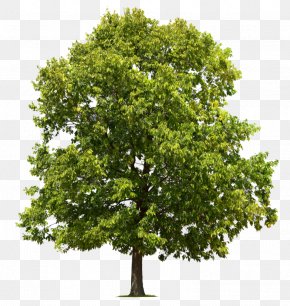 Tree - Tree Oak Forest Stock Photography PNG