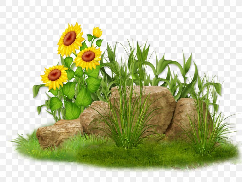 Grasses Flowerpot Family, PNG, 987x744px, Grasses, Family, Flower, Flowering Plant, Flowerpot Download Free