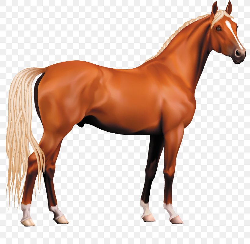 Morgan Horse Pony Stallion Clip Art, PNG, 800x800px, Morgan Horse, Bit, Bridle, Colt, Display Resolution Download Free