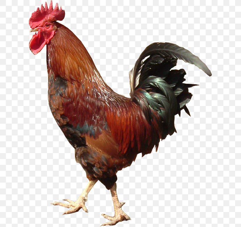Rooster Chicken Information, PNG, 623x771px, Rooster, Beak, Bird, Chicken, Feather Download Free