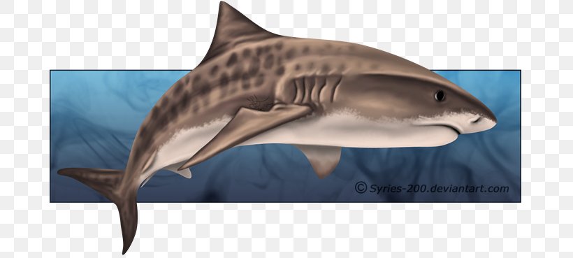 Sand Tiger Shark Sand Tiger Shark Drawing, PNG, 681x369px, Tiger, Animal, Art, Art Museum, Blacktip Reef Shark Download Free