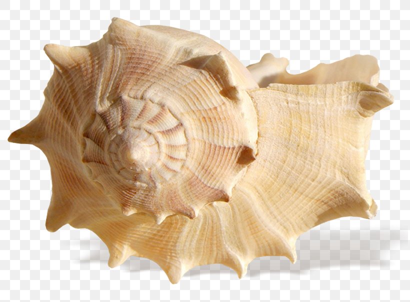 Seashell Resonance Ocean Shore, PNG, 815x604px, Clam, Beach, Clams Oysters Mussels And Scallops, Conch, Conchology Download Free