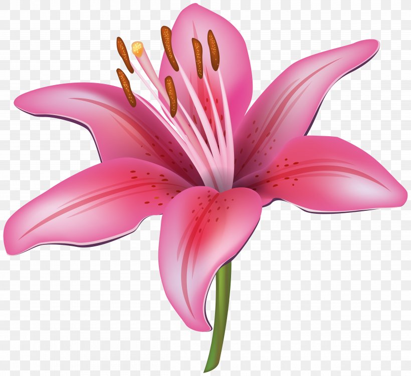 Tiger Lily Flower Water Lily Clip Art, PNG, 5000x4582px, Lilium Candidum, Arum Lily, Color, Cut Flowers, Easter Lily Download Free