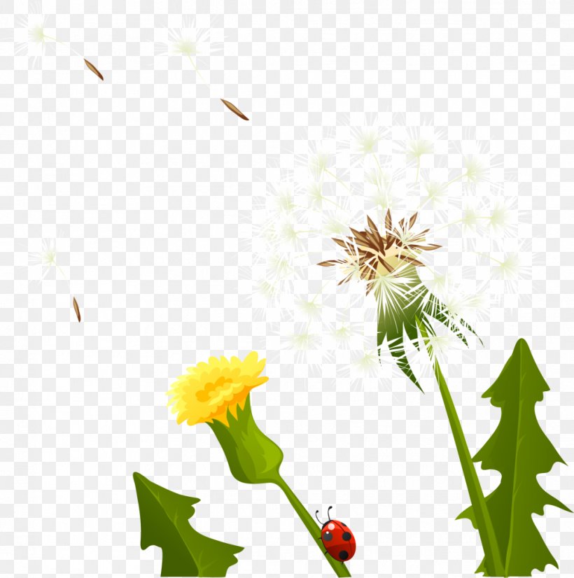 Dandelion Yellow Flower Petal, PNG, 1016x1024px, Dandelion, Flora, Flower, Flowering Plant, Indigenous Download Free