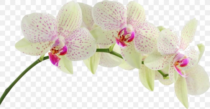 Moth Orchids Desktop Wallpaper Flower, PNG, 1264x659px, Orchids, Boat Orchid, Cattleya, Cut Flowers, Display Resolution Download Free