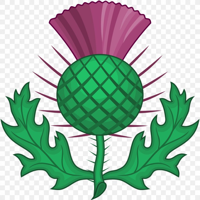 National Symbols Of Scotland Order Of The Thistle Clip Art, PNG, 1024x1024px, Scotland, Ball, Cirsium Vulgare, Creeping Thistle, Flower Download Free