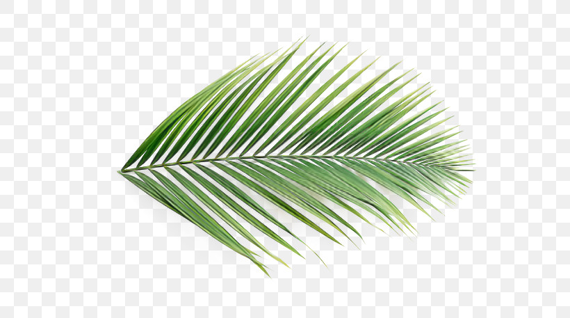 Palm Tree, PNG, 686x457px, Leaf, Arecales, Flower, Grass, Green Download Free