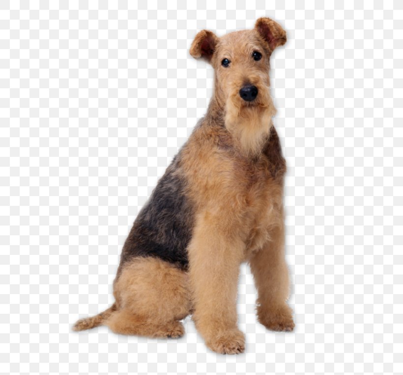 Airedale Terrier Bedlington Terrier Samoyed Dog Akita Welsh Terrier, PNG, 600x765px, Airedale Terrier, Akita, Bedlington Terrier, Bowl, Breed Download Free