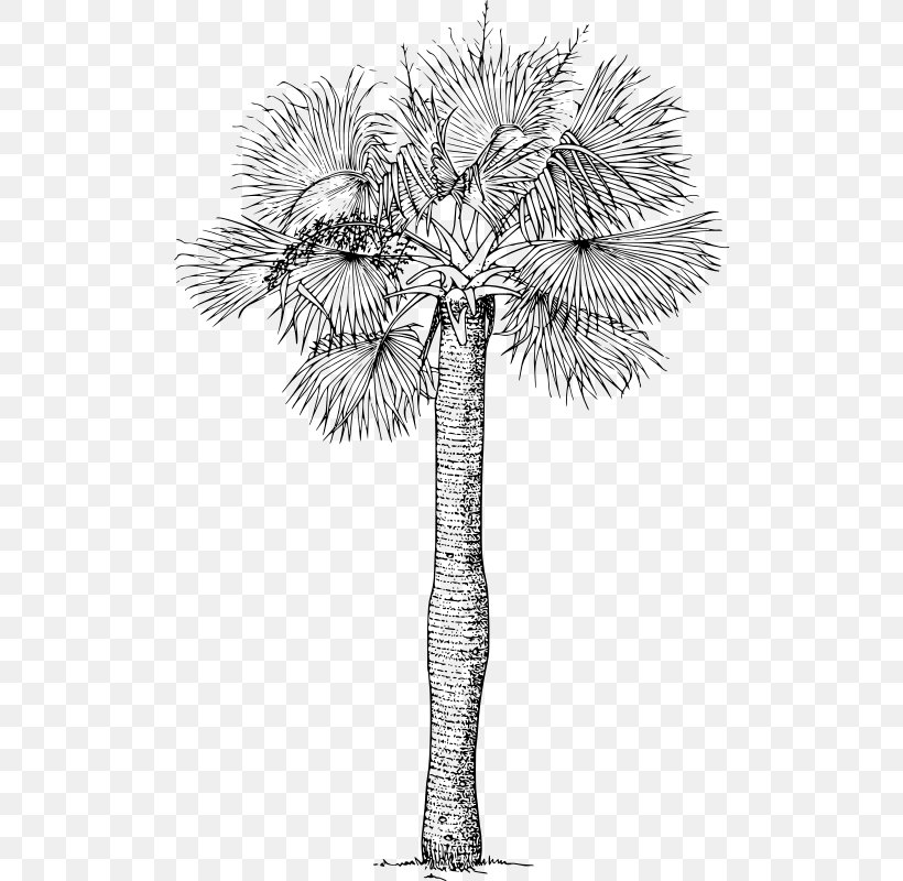 Asian Palmyra Palm Sabal Palm Arecaceae Tree, PNG, 506x800px, Asian Palmyra Palm, Arecaceae, Arecales, Black And White, Borassus Download Free