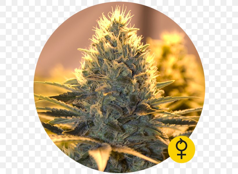 Autoflowering Cannabis The Bulldog Cannabis Sativa Tetrahydrocannabinol, PNG, 600x600px, Cannabis, Autoflowering Cannabis, Bulldog, Cannabis Ruderalis, Cannabis Sativa Download Free