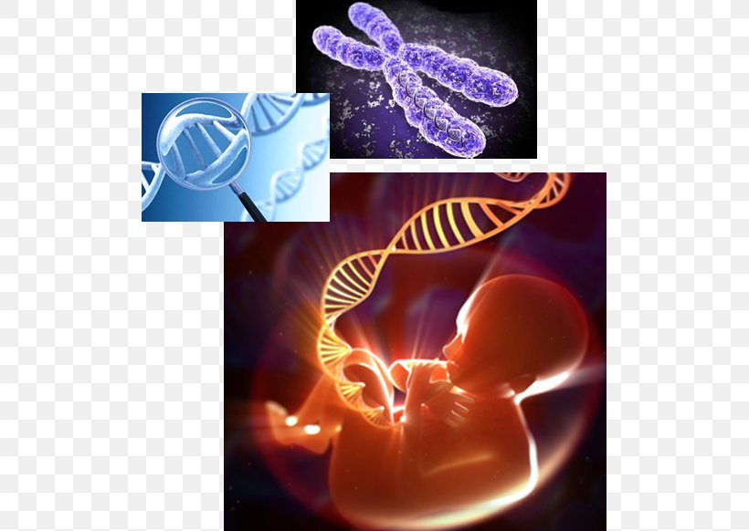 Human Genome Genetics DNA, PNG, 509x582px, Genome, Biology, Chromatin, Dna, Enhancer Download Free