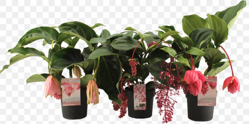 Kwekerij Laguna Medinilla Magnifica Houseplant Nursery Flowerpot, PNG, 1000x500px, Medinilla Magnifica, Flower, Flowerpot, Herb, Horticulturist Download Free