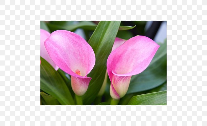 Tulip Pink M Petal RTV Pink Herbaceous Plant, PNG, 500x500px, Tulip, Bud, Flower, Flowering Plant, Herbaceous Plant Download Free
