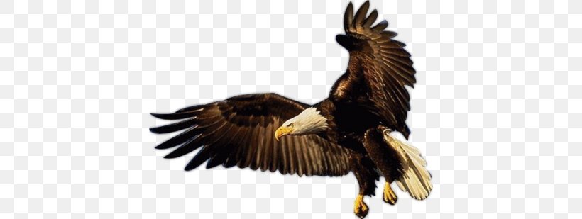 Bald Eagle Bird Of Prey Eagle Flight, PNG, 400x309px, Bald Eagle, Accipitridae, Accipitriformes, Beak, Bird Download Free