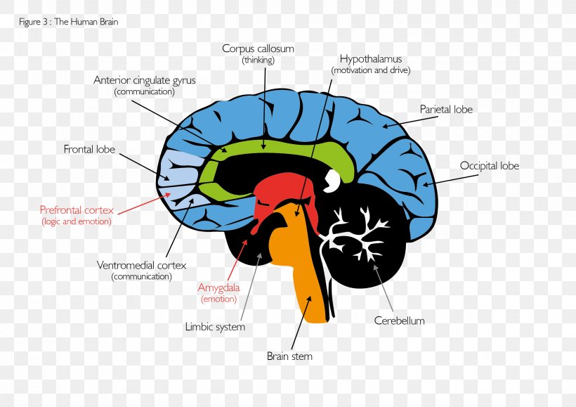 Brain Human Behavior Organism, PNG, 2480x1754px, Watercolor, Cartoon, Flower, Frame, Heart Download Free