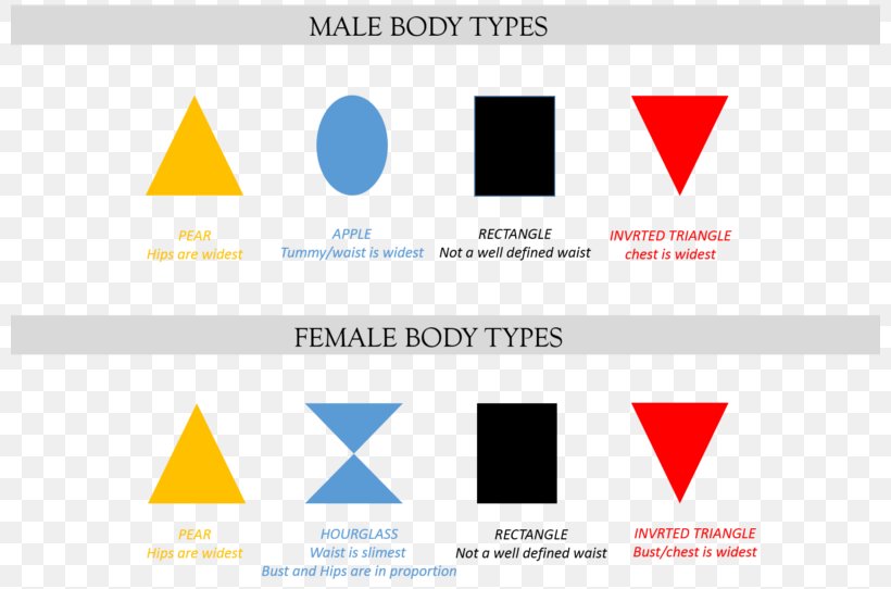 Female Body Shape Human Body Logo Human Physical Appearance Woman, PNG, 800x542px, Female Body Shape, Area, Brand, Diagram, Female Download Free