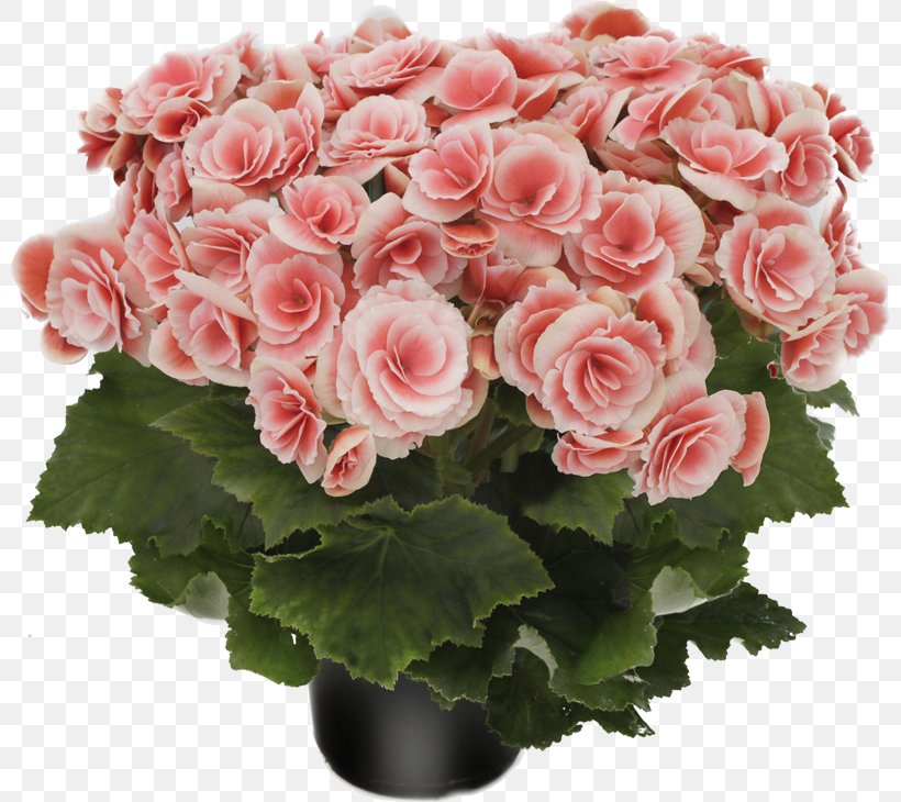 Garden Roses Cut Flowers Plant, PNG, 800x730px, Rose, Adenium, Annual Plant, Artificial Flower, Begonia Download Free