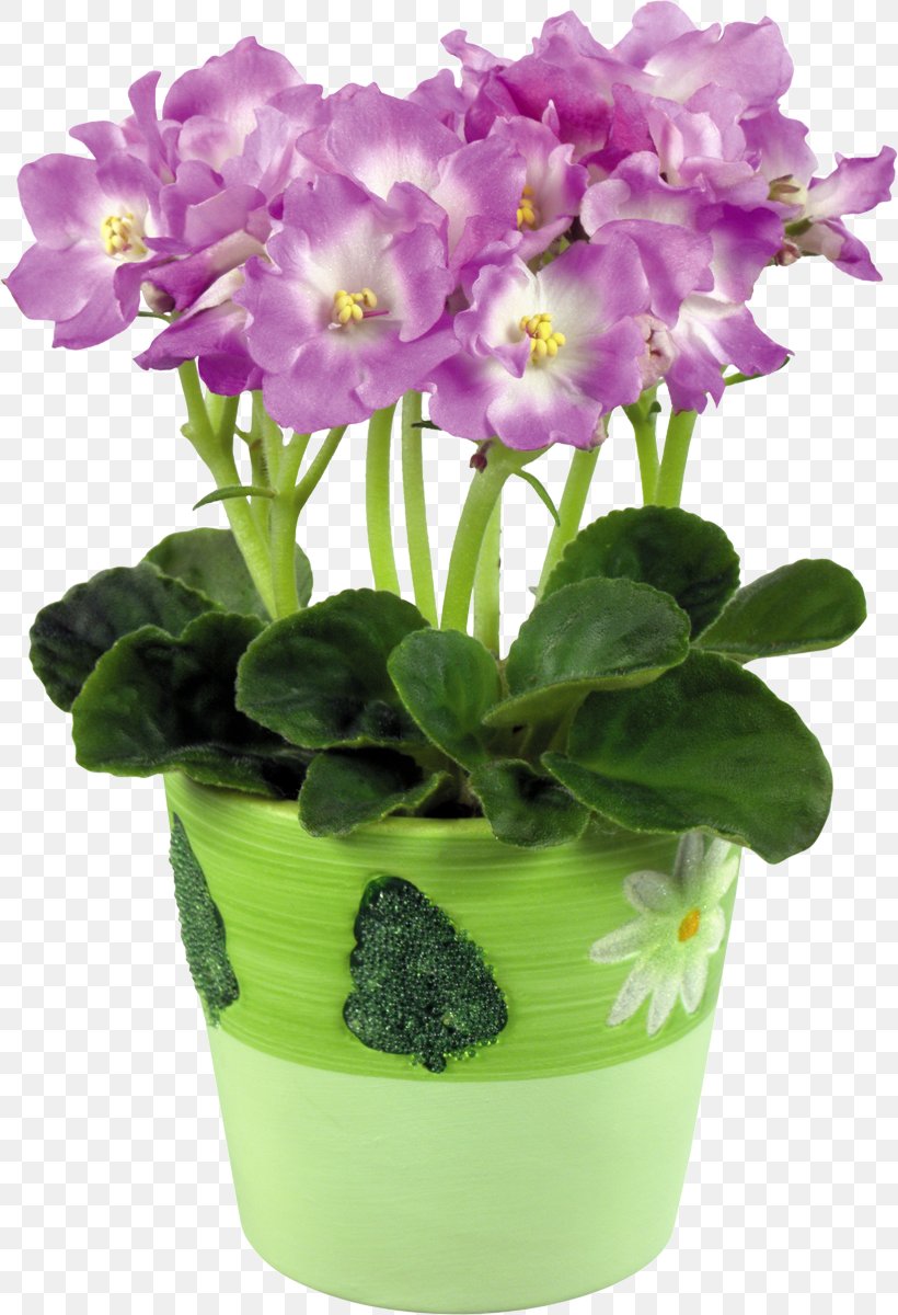 African Violets Flowerpot Color, PNG, 820x1200px, Violet, African Violets, Annual Plant, Blue, Cattleya Download Free