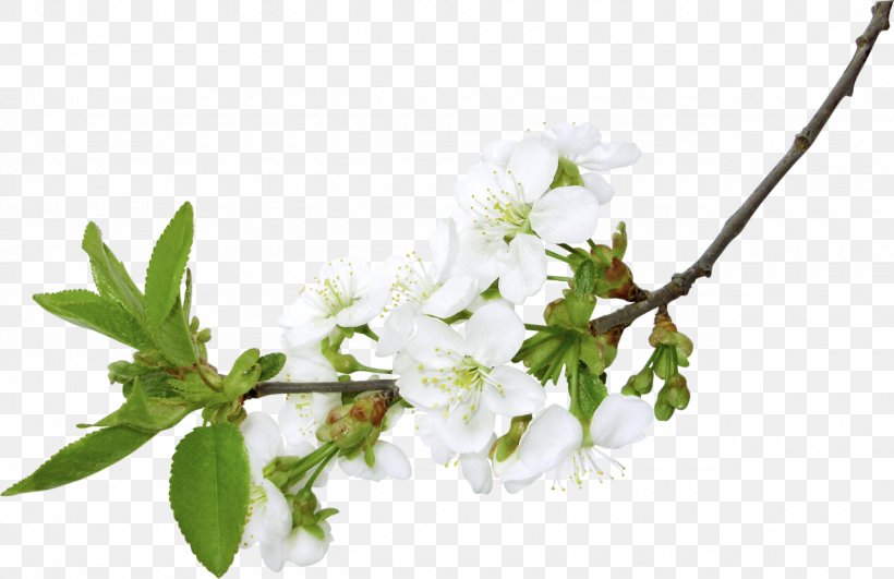 Branch Flower Clip Art, PNG, 1280x830px, Branch, Blossom, Cherry Blossom, Cut Flowers, Flower Download Free