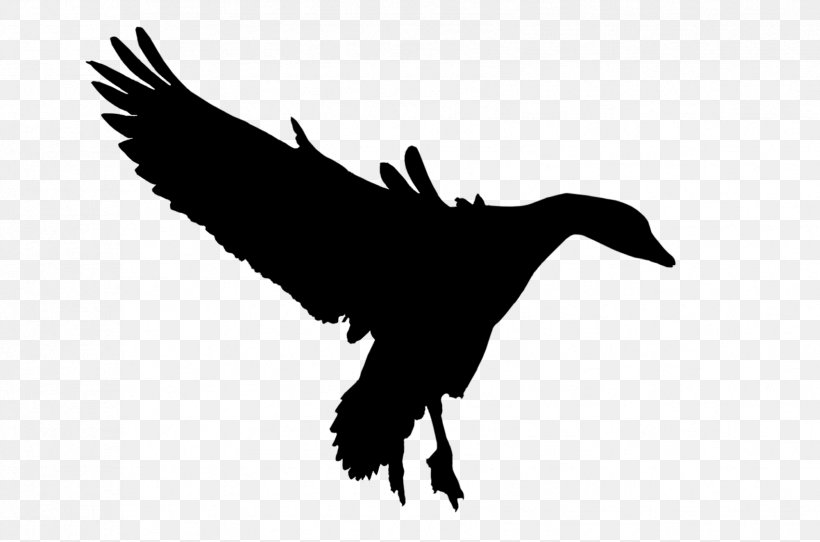 Duck Goose Fauna Feather Silhouette, PNG, 1703x1127px, Duck, Beak, Bird, Ducks Geese And Swans, Fauna Download Free