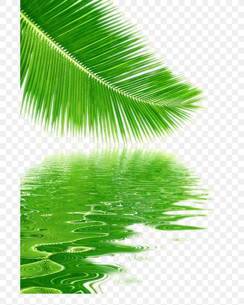 Tree Coconut Leaf, PNG, 683x1024px, Tree, Arecaceae, Arecales, Banana Leaf, Broadleaved Tree Download Free