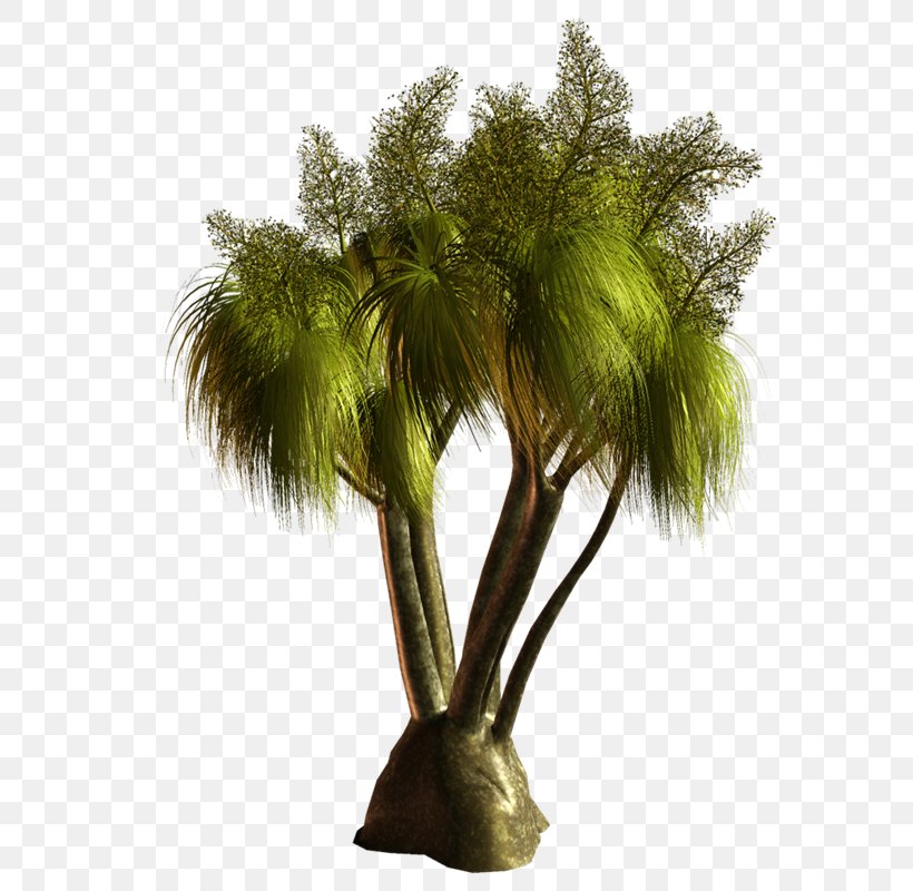 Asian Palmyra Palm Coconut Arecaceae, PNG, 618x800px, Asian Palmyra Palm, Arecaceae, Arecales, Borassus Flabellifer, Cartoon Download Free