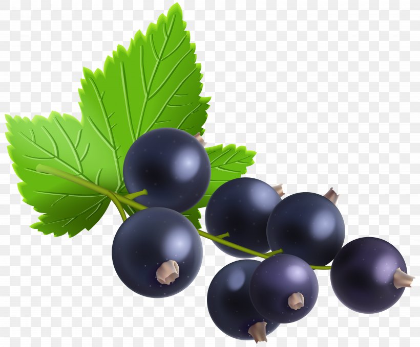 Blackcurrant Bilberry Redcurrant Zante Currant Blueberry, PNG, 7000x5797px, Blackcurrant, Berry, Bilberry, Blueberry, Currant Download Free