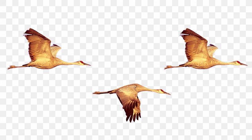 Duck Bird Crane Swan Goose, PNG, 1800x1000px, Duck, Animal Migration, Beak, Bird, Bird Migration Download Free
