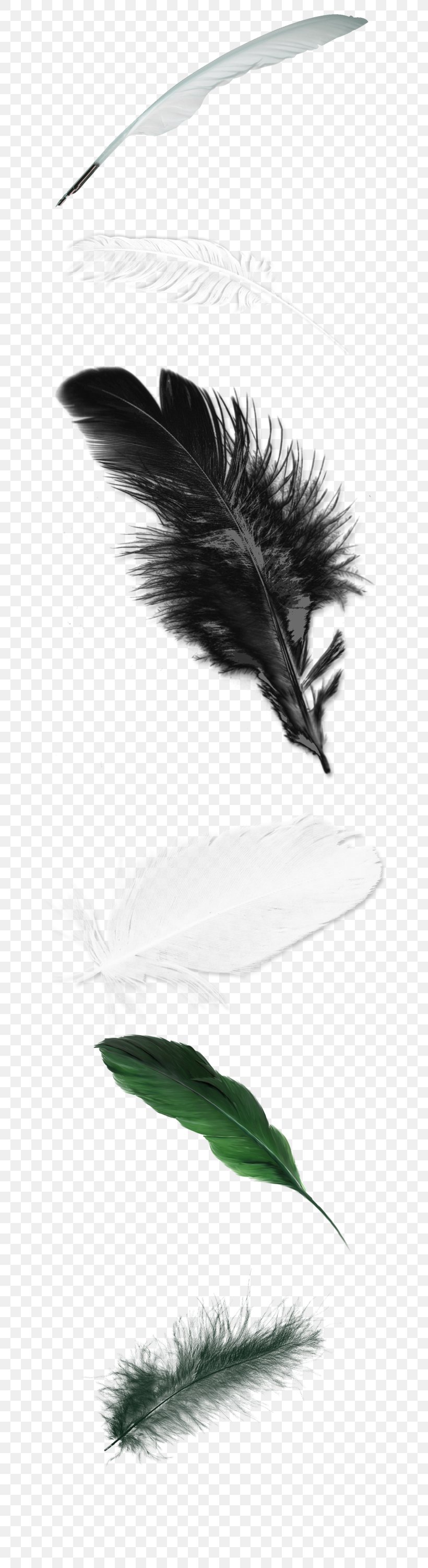 Feather White, PNG, 670x3000px, Feather, Black And White, Color, Gratis, Pink Download Free