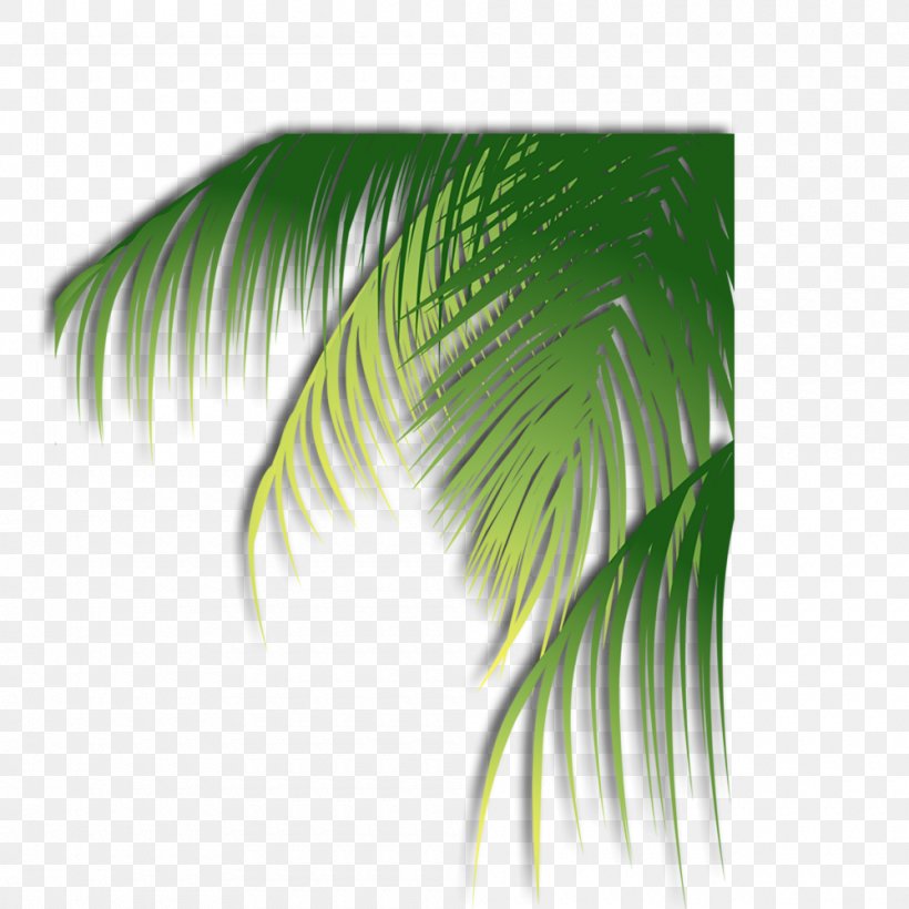 leaf coconut png 1000x1000px leaf arecaceae autumn leaf color coconut green download free leaf coconut png 1000x1000px leaf