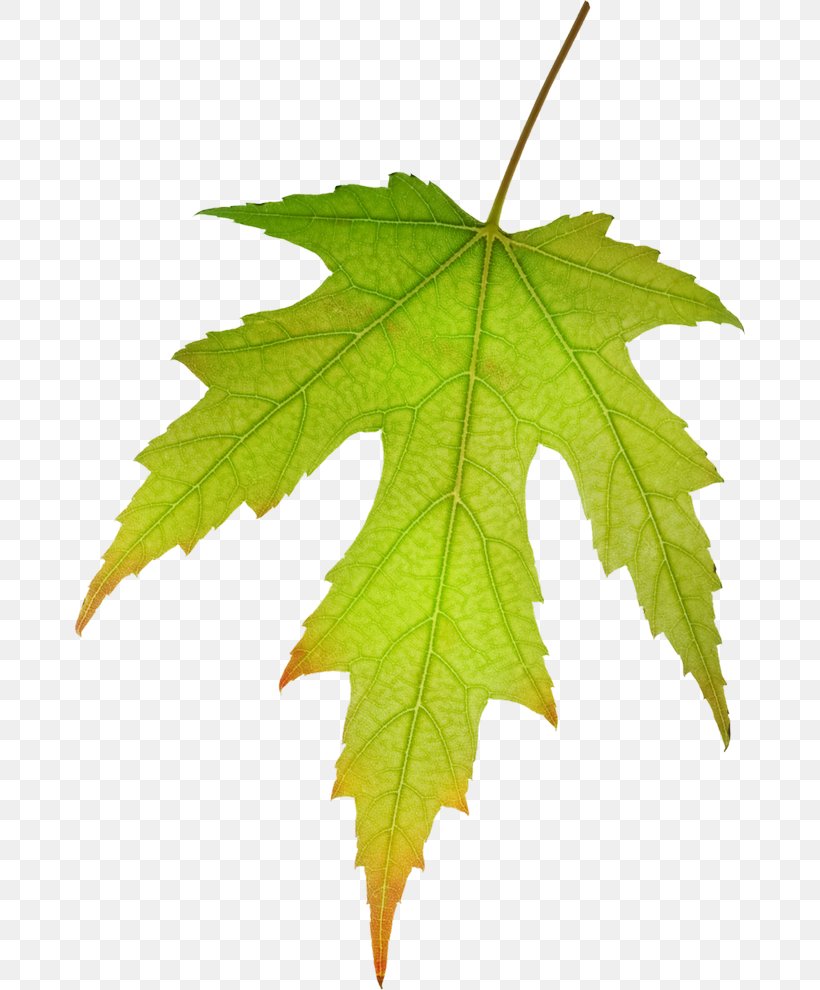 Maple Leaf Green Red, PNG, 670x990px, Leaf, Autumn Leaf Color, Computer Graphics, Grape Leaves, Green Download Free