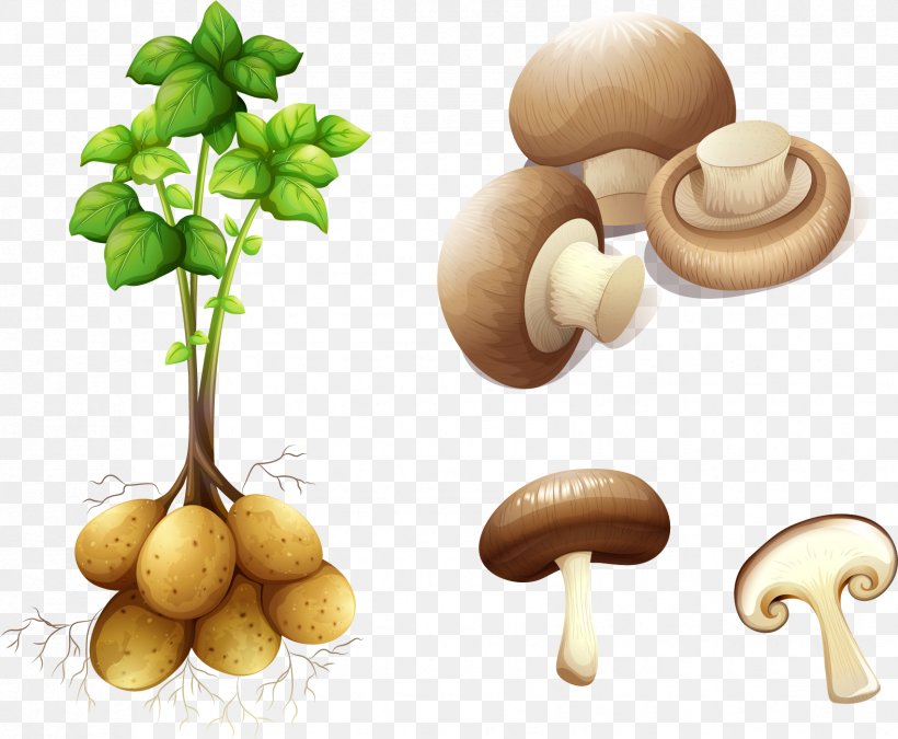 Potato Plant Stem Royalty-free Clip Art, PNG, 1703x1402px, Potato, Agaricaceae, Agaricus, Champignon Mushroom, Food Download Free