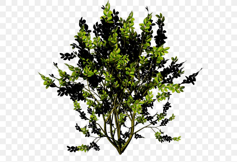 Twig Shrub Leaf, PNG, 600x562px, Twig, Branch, Leaf, Plant, Shrub Download Free