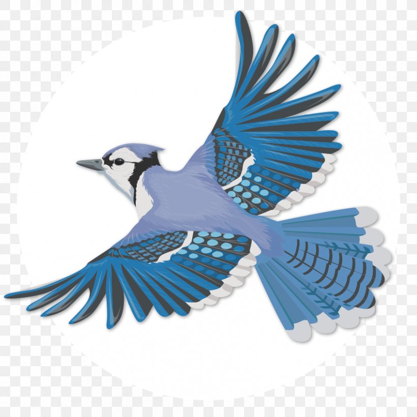 Bird Blue Jay Flight Clip Art, PNG, 848x848px, Bird, Beak, Bird Flight, Blue, Blue Jay Download Free