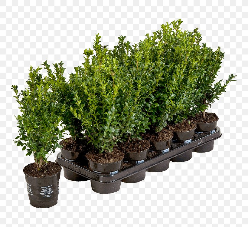 Flowerpot Buxus Sempervirens Shrub Evergreen Plant, PNG, 750x750px, Flowerpot, Box, Buxus Sempervirens, Common Holly, Evergreen Download Free
