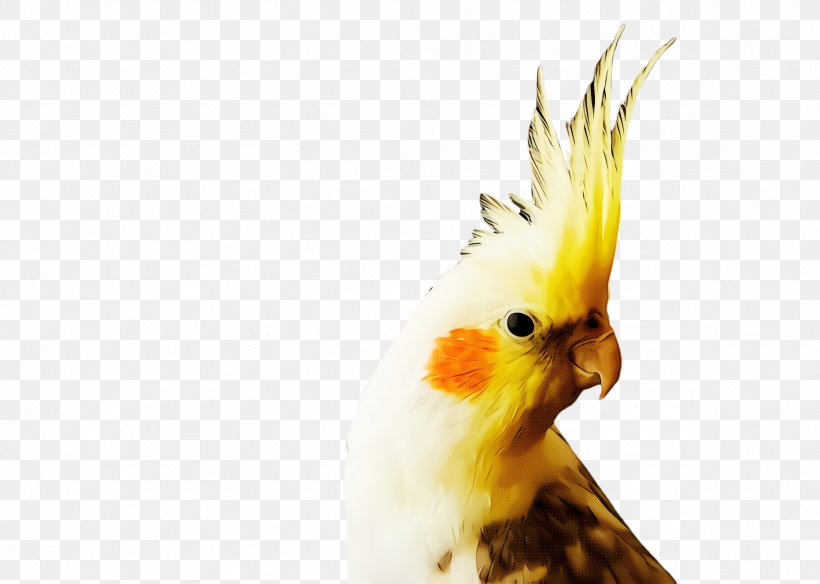 Bird Parrot, PNG, 2368x1688px, Cockatiel, Beak, Bird, Cockatoo, Fauna Download Free