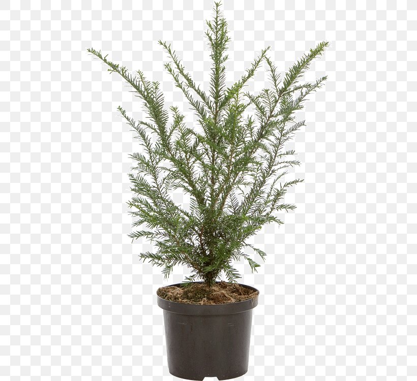 English Yew Evergreen Spruce Flowerpot Fir, PNG, 486x750px, English Yew, Branch, Centimeter, Conifer, Cypress Family Download Free