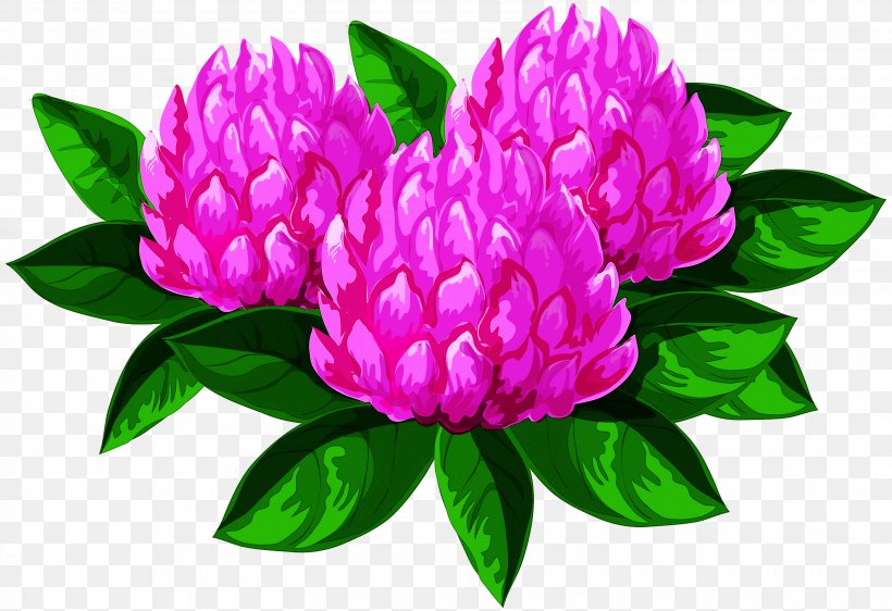 Flower Plant Petal Pink Common Peony, PNG, 3000x2057px, Flower, Chinese Peony, Common Peony, Cut Flowers, Magenta Download Free